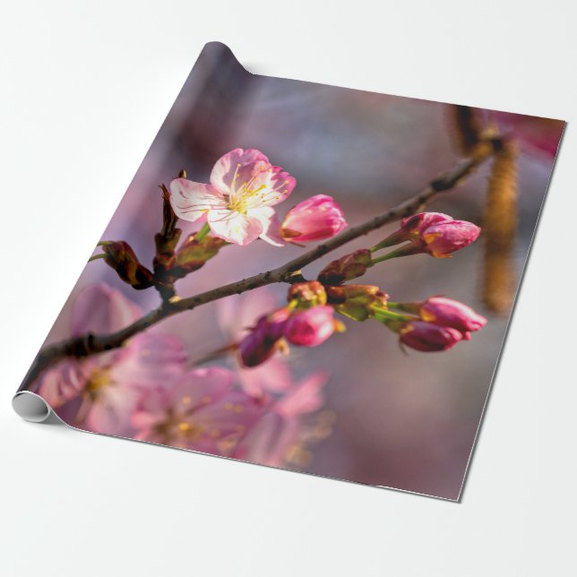 Sunlit Sakura Flowers And Buds On A Clear Day Wrapping Paper (Unrolled)