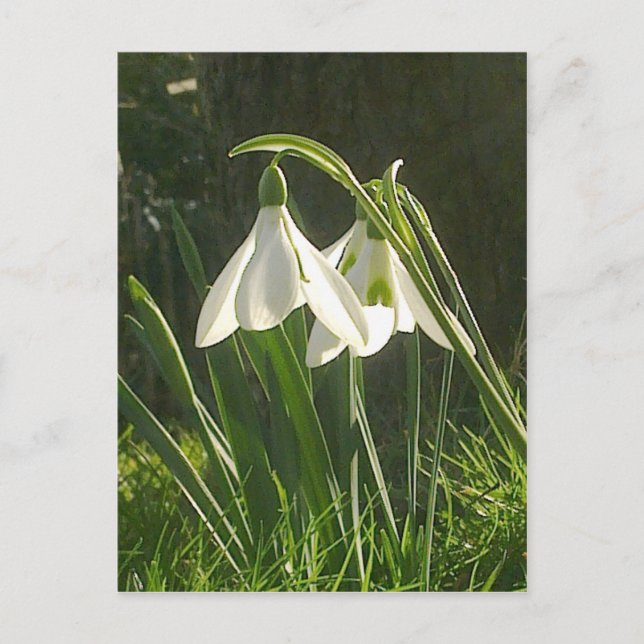 Sunlit Snowdrops Postcard (Front)