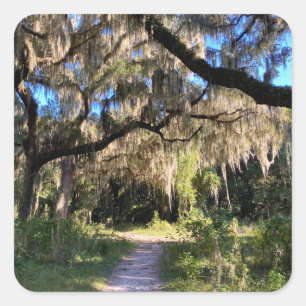 Sunlit Spanish Moss Square Sticker