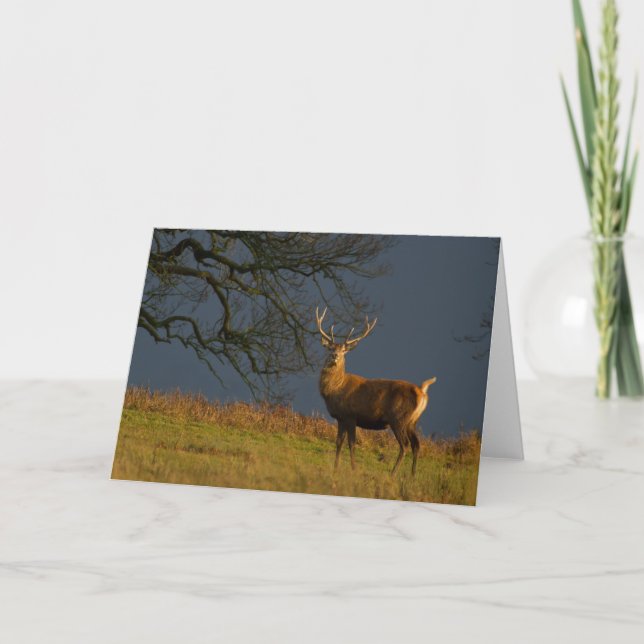 Sunlit Stag Greetings Card (Front)