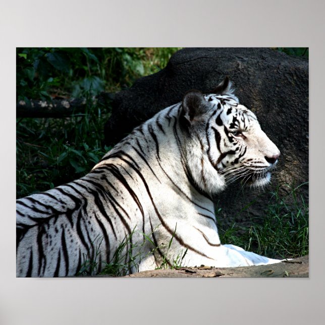 Sunlit tiger poster (Front)