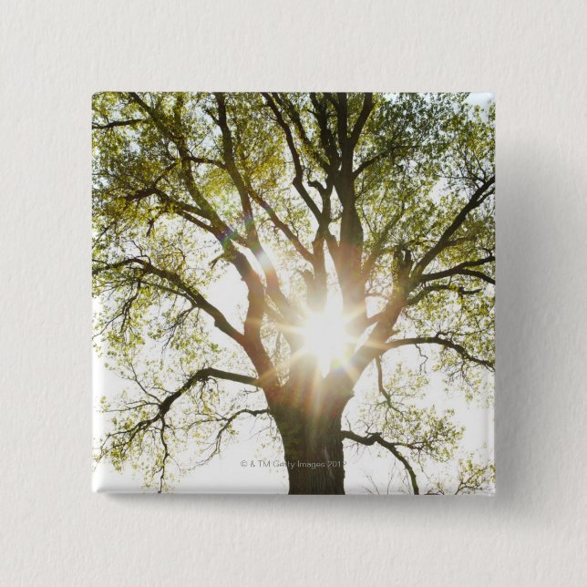 Sunlit Tree 15 Cm Square Badge (Front)