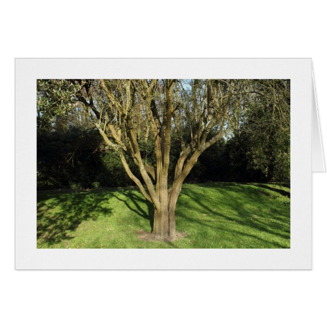 Sunlit Tree (Bordered) (Front Horizontal)