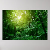 Sunlit tree canopy in tropical jungle