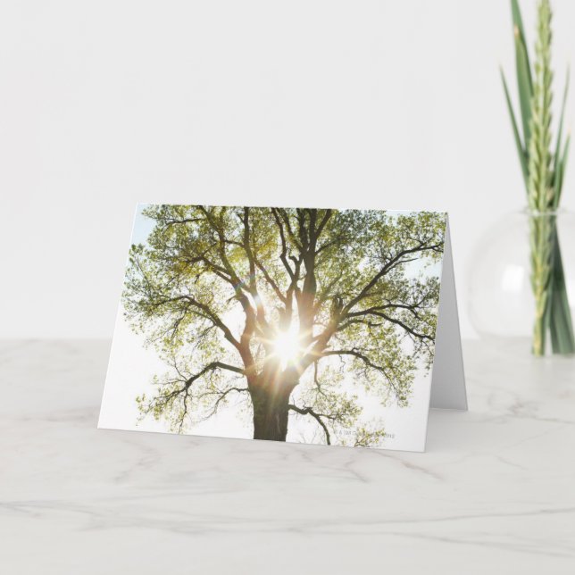 Sunlit Tree Card (Front)
