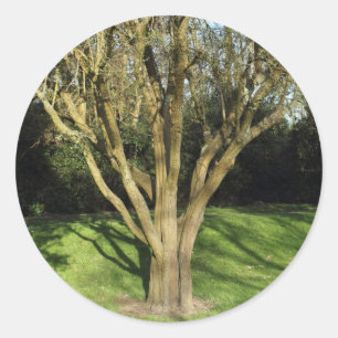 Sunlit Tree Classic Round Sticker