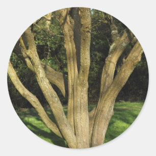Sunlit Tree Classic Round Sticker