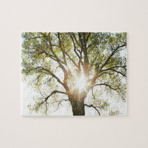 Sunlit Tree Jigsaw Puzzle