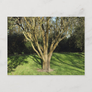 Sunlit Tree Postcard