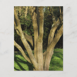 Sunlit Tree Postcard