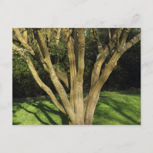 Sunlit Tree Postcard