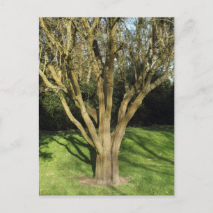 Sunlit Tree Postcard