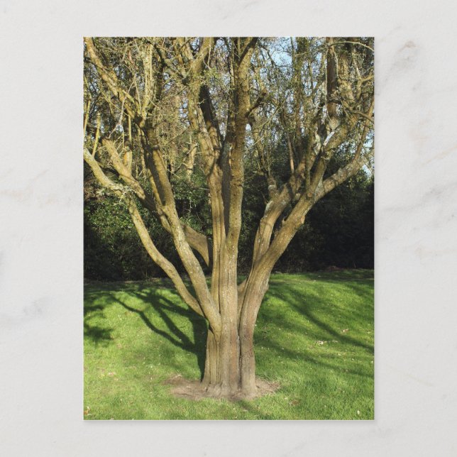 Sunlit Tree Postcard (Front)