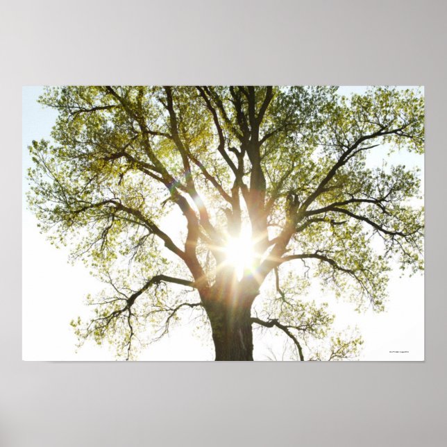 Sunlit Tree Poster (Front)