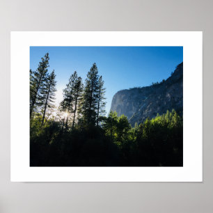 Sunlit Trees Poster