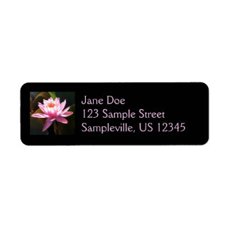 Sunlit Waterlily Pink Floral Water Garden