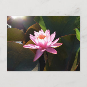 Sunlit Waterlily Pink Floral Water Garden Postcard