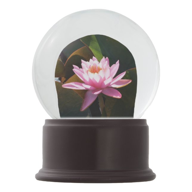 Sunlit Waterlily Pink Floral Water Garden Snow Globe (Front)