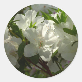 Sunlit White Azaleas Beautiful Spring Flowers Classic Round Sticker
