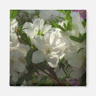 Sunlit White Azaleas Beautiful Spring Flowers Magnet