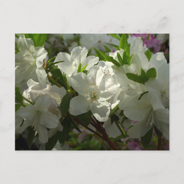 Sunlit White Azaleas Beautiful Spring Flowers Postcard (Front)