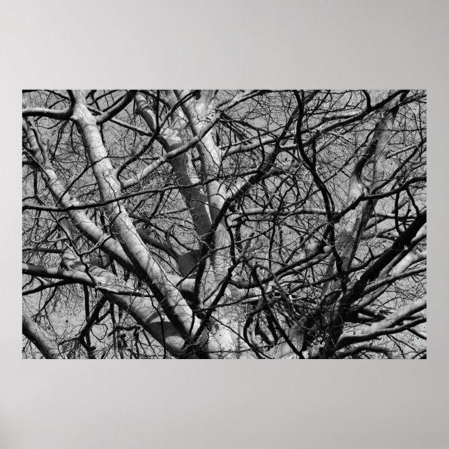 Sunlit Winter Branches (B&W) Poster (Front)