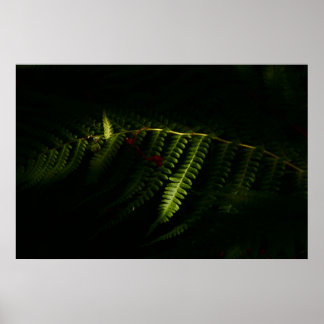 Sunlit woodland ferns (6159) poster