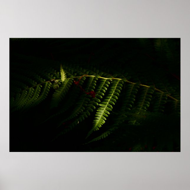 Sunlit woodland ferns (6159)  poster (Front)