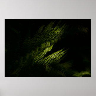 Sunlit woodland ferns (6160) poster
