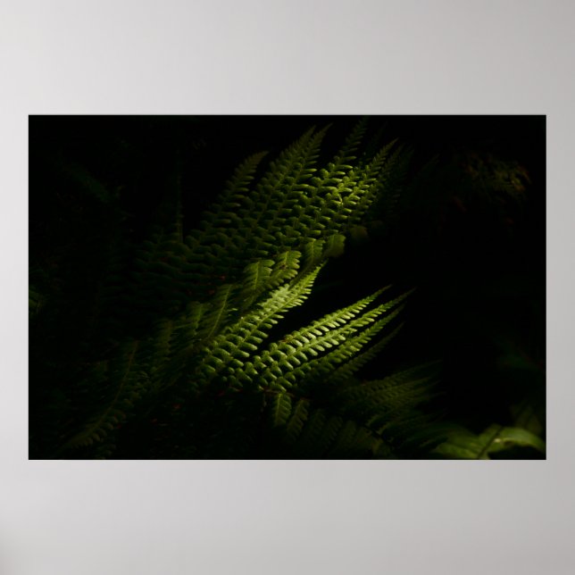 Sunlit woodland ferns (6160)  poster (Front)
