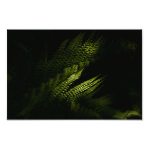 Sunlit woodland ferns (6160) poster