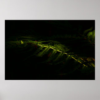 Sunlit woodland ferns (6167) poster