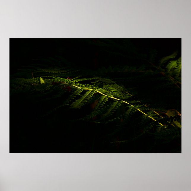 Sunlit woodland ferns (6167)  poster (Front)