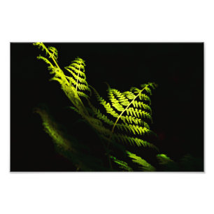 Sunlit woodland ferns (6203) poster
