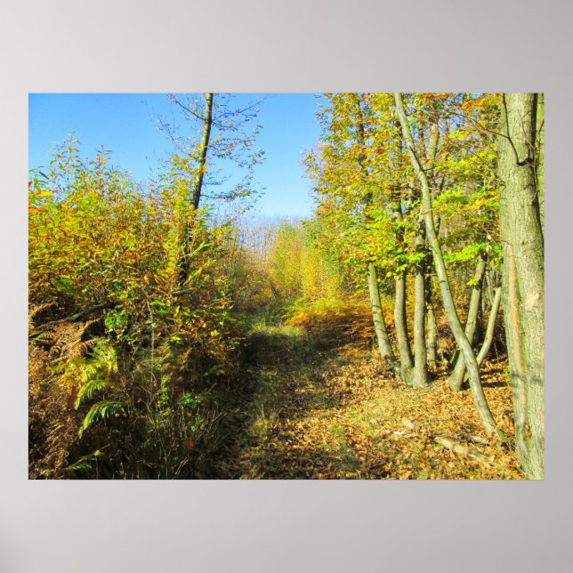Sunlit Woods in Autumn - Personalized Poster (Front)