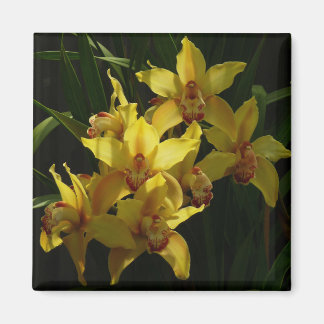 Sunlit Yellow Orchids Floral Magnet