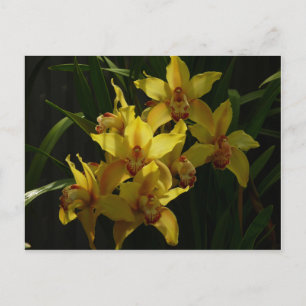 Sunlit Yellow Orchids Floral Postcard
