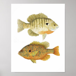 Sunnies- Bluegill & Pumpkinseed Poster