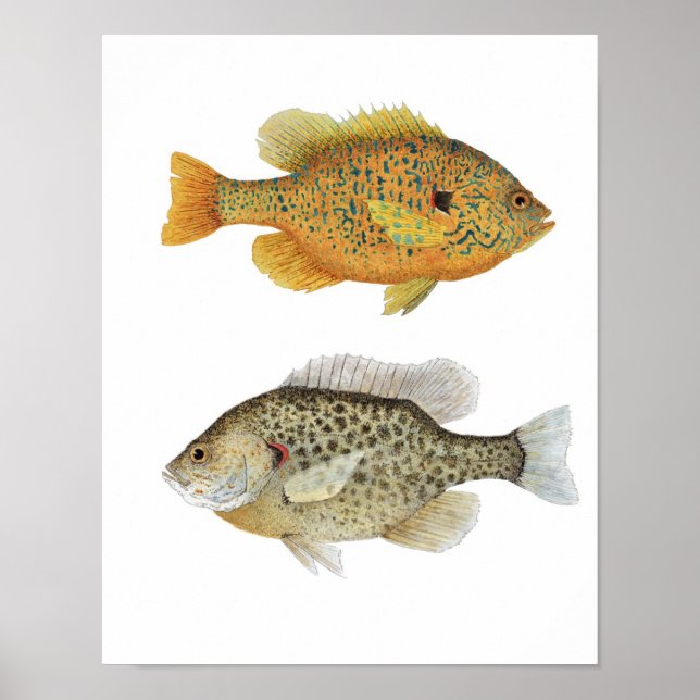 Sunnies Poster (Front)