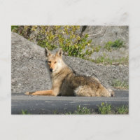 Sunning Coyote