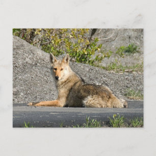 Sunning Coyote Postcard