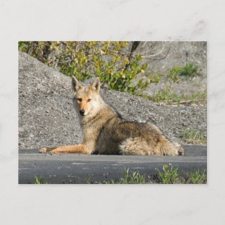 Sunning Coyote Postcard