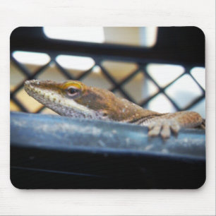 Sunning Green Anole Lizard Photo Mouse Pad