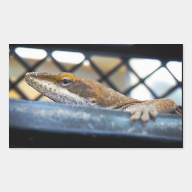 Sunning Green Anole Lizard Photo Rectangular Sticker (Front)