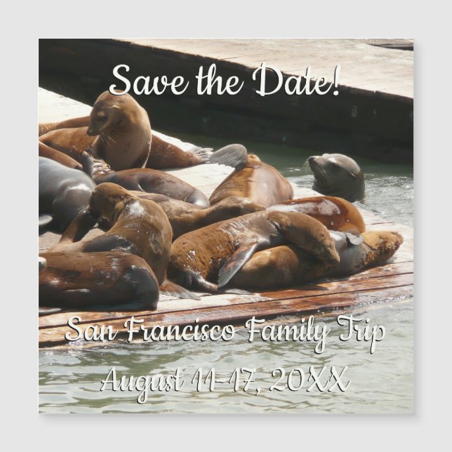 Sunning Sea Lions in San Francisco (Front)