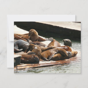Sunning Sea Lions in San Francisco