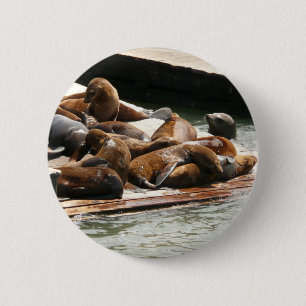 Sunning Sea Lions in San Francisco 6 Cm Round Badge