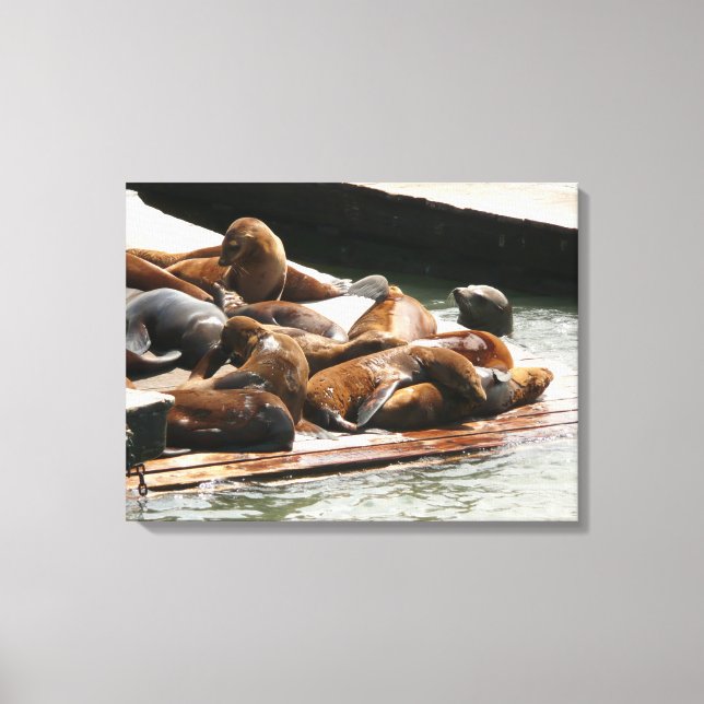 Sunning Sea Lions in San Francisco Canvas Print (Front)