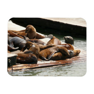 Sunning Sea Lions in San Francisco Magnet