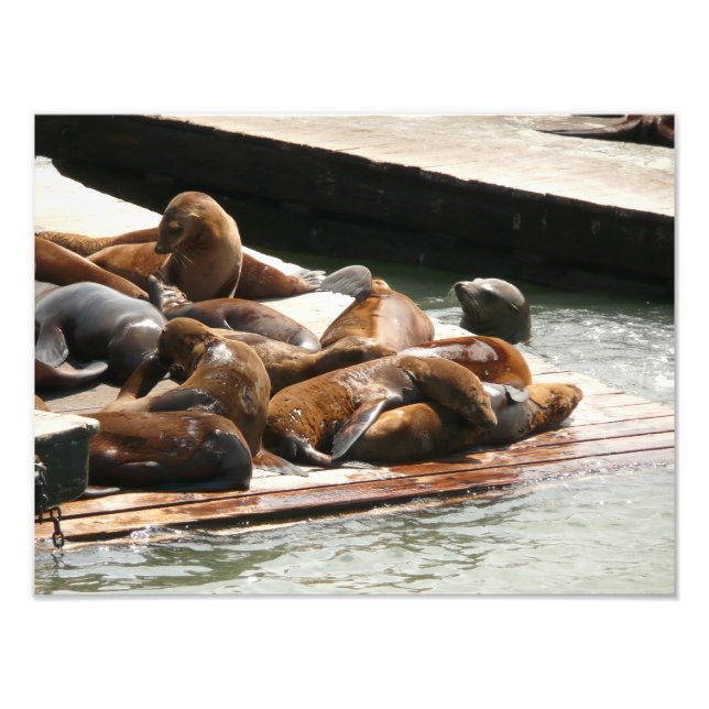 Sunning Sea Lions in San Francisco Photo Print (Front)